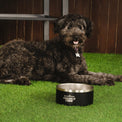 Insulated Dog Bowl - Blackstone Products
